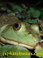 /home//u458753944/public_html/sourcegallery//////////////////////////Frogs/Bullfrogs 2020-09 Upper Merion/P9280710.JPG